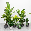Various Indoor Potted Green Plants In Gray Pots Against White Wall And Gray Floor