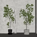 Two Green Leafy Bonsai Potted Plants In Black White Pots With Light Textured Wall