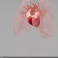 3D Rendered Human Heart And Lungs With Detailed Blood Vessel Structure