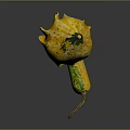 Exotic Yellow Gourd with Unique Curved Shape and Green Spots as Fresh Organic Vegetable