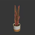 Sansevieria Plant With Long Green Leaves Yellow Stripes In White Orange Pot For Indoor Decoration