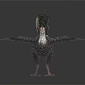 Black and white chicken with red comb spread wings standing on white background 3d model