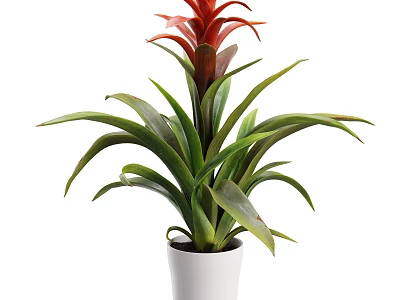 White Vase With Red Flower And Long Green Leaves Decorative Indoor Plant 3d model