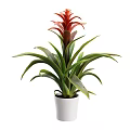 White Vase With Red Flower And Long Green Leaves Decorative Indoor Plant