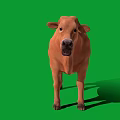 Brown Cow Standing on Green Background with Clear Shadow and Realistic Look