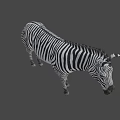 Zebra With Black And White Stripes Standing On Gray Background 3d model