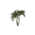 Tall Palm Trees With Lush Green Fronds And Slender Trunks