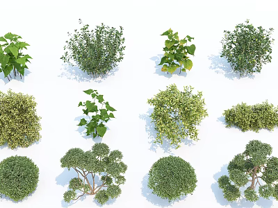 Various Types of Shrubs with Different Shapes and Sizes for Landscaping Design and Garden Decoration 3d model