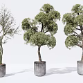 Three Different Shaped Bonsai Trees In Grey Cement Pots With White Backdrop
