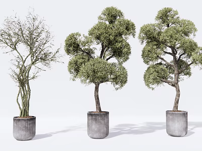 Three Different Shaped Bonsai Trees In Grey Cement Pots With White Backdrop 3d model