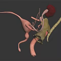 3D Rendered Human Urinary Organs Model With Kidneys Bladder Ureters And Clear Structure