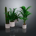 Indoor Green Plants Various Types in White Pots with Stands and Lush Foliage
