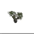 Bonsai Plant Baobab Tree With Thick Trunk Twisted Branches And Lush Green Leaves