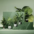 Various Potted Plants in White and Black Pots on Green Display Stand with Green Backdrop