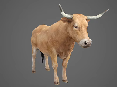 Full Body Brown Bull With Long White Horns Standing Against Gray Background 3d model