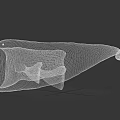 Prehistoric Marine Creature With Gray Body Open Mouth And Large Size On Black Background