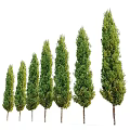 Modern Landscape Trees Trees Poplar Maple Pine Trees Big Trees Tropical Trees 3d model
