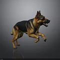 German Shepherd Leaping Running Mid Air with Open Mouth on Gray Background