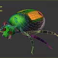 Colorful Shiny Beetle with Green Body Yellow Patches and Blue Legs