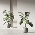 Large Leaf Tropical Potted Plants in Gray Pots for Modern Home Decor