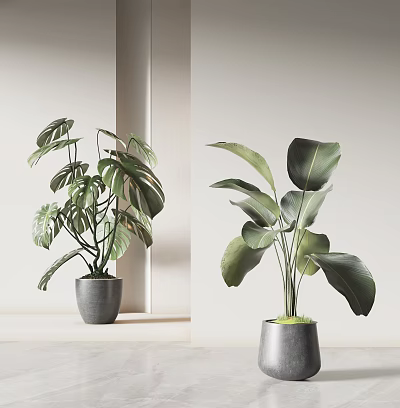 Large Leaf Tropical Potted Plants in Gray Pots for Modern Home Decor 3d model