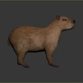 Realistic Brown Capybara 3D Model Standing On Dark Background With Reflective Surface