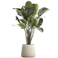 Lush Indoor Potted Plant With Large Green Leaves In White Ceramic Pot