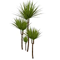 Lush Green Shrubs With Leafy Branches For Garden Landscaping Design