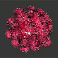 Red Flowers Arrangement In Pink Vase With Vibrant Petals And Shiny Reflections