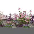 Vibrant Lush Garden Flowers And Plants With Pink Purple Blooms And Stones