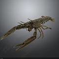 Fresh Seafood Lobster Close Up Isolated On Gray Background With Detailed Claws And Shell