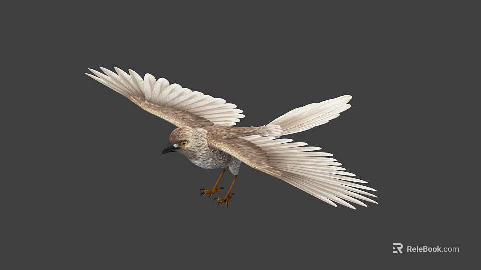 Flying Bird With Extended Wings Light Brown White Feathers Yellow Claws Grey Background 3d model 
