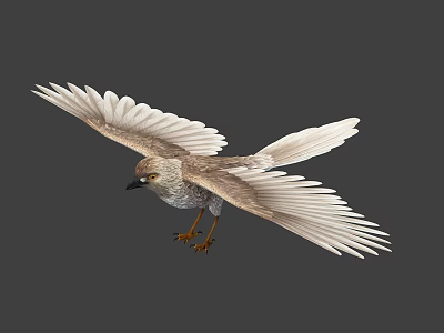 Flying Bird With Extended Wings Light Brown White Feathers Yellow Claws Grey Background 3d model