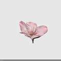 Beautiful Soft Pink Flower With Delicate Petals And Golden Stamens Against Light Gray Background