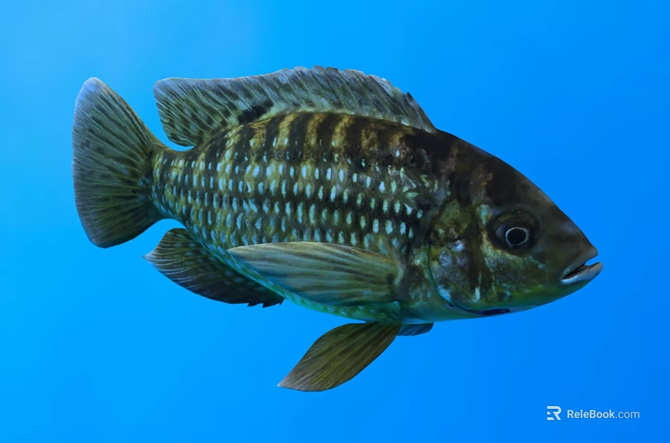 Graceful Striped Aquatic Fish With Shiny Brown And White Scales Swimming In Blue Water 3d model 