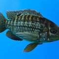 Graceful Striped Aquatic Fish With Shiny Brown And White Scales Swimming In Blue Water