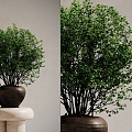 Modern potted plant landscape green tree flower bowl 3d model