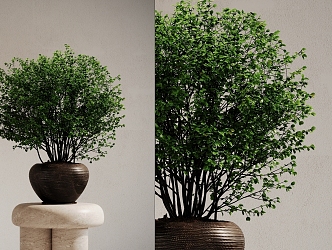 Modern potted plant landscape green tree flower bowl 3d model