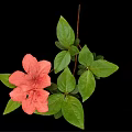 Vibrant Plant With Pink Flower And Green Leaves On Black Background
