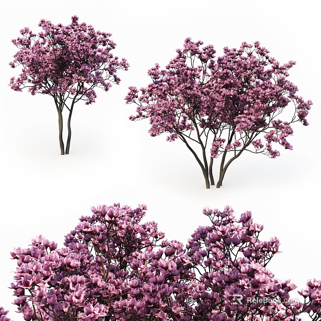 Lush Blooming Arbor Trees With Vibrant Purple Flowers And Dark Trunks 3d model 
