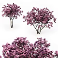 Lush Blooming Arbor Trees With Vibrant Purple Flowers And Dark Trunks