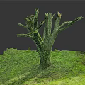 Natural Leafless Wooden Tree Trunk Surrounded By Green Grass And Fresh Soil In Outdoor View