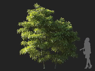 Lush Green Shrubs With Dense Foliage And Human Silhouette For Size Reference 3d model