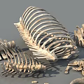 Diverse Reptile Skeleton Collection With Skulls Spines Ribs And Bone Pieces