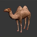 Brown Double Hump Camel Standing On Black Background With Reflection 3d model