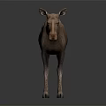 Realistic Brown Moose Standing On Black Background With Reflection 3d model