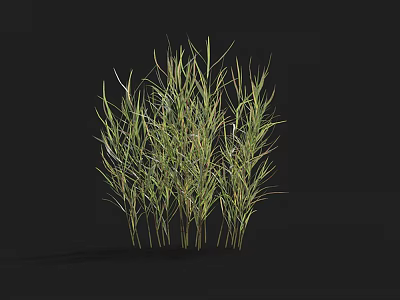 Green Herbaceous Plants with Slender Leaves Growing in Clusters Against Black Background 3d model