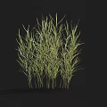 Green Herbaceous Plants with Slender Leaves Growing in Clusters Against Black Background