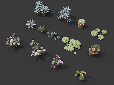 Modern fleshy plants 3d model