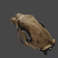 Detailed Animal Skull Fossil With Sharp Teeth And Hollow Eye Sockets